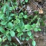 Veronica officinalis habit picture by Alexis Guillot (cc-by-sa)