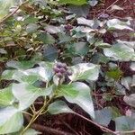 Hedera helix fruit picture by de la Olla Silvia (cc-by-sa)