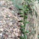 Epipactis helleborine fruit picture by Antoine Roux (cc-by-sa)