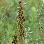 Himantoglossum robertianum fruit picture by Hugo SANTACREU (cc-by-sa)