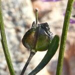 Iberis linifolia fruit picture by Llandrich anna (cc-by-sa)