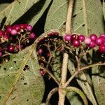 Callicarpa acuminata habit picture by Nelson Zamora Villalobos (cc-by-nc)