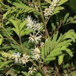 Mimosa platycarpa flower picture by Nelson Zamora Villalobos (cc-by-nc)