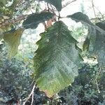 Quercus michauxii leaf picture by Eli Small (cc-by-sa)