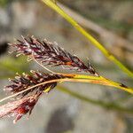 Carex frigida flower picture by Martin Bishop (cc-by-sa)