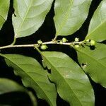 Casearia sylvestris leaf picture by Nelson Zamora Villalobos (cc-by-nc)