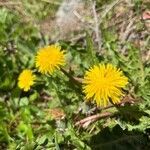 Taraxacum obliquilobum flower picture by Terje Norli (cc-by-sa)