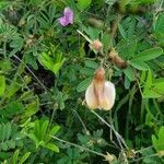 Tephrosia emeroides flower picture by susan brown (cc-by-sa)