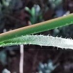 Biscutella auriculata leaf picture by Benito Soto Fernando (cc-by-sa)