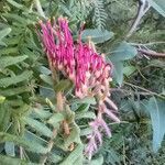 Grevillea caleyi flower picture by O'Loughlin Davi (cc-by-sa)