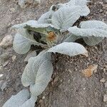 Berardia lanuginosa habit picture by Sylvain Piry (cc-by-sa)