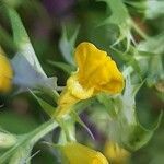 Melampyrum italicum flower picture by Giovanni Scarmoncin (cc-by-sa)