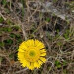 Helenium pinnatifidum flower picture by Irma Torres (cc-by-sa)