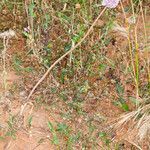 Allium commutatum habit picture by Martin Bishop (cc-by-sa)