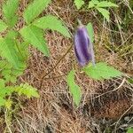 Clematis alpina habit picture by Béatrice Parent (cc-by-sa)