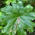 Darmera peltata leaf picture by Maria Cremone (cc-by-sa)