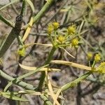 Euphorbia lamarckii flower picture by Caroline Merrem (cc-by-sa)