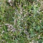 Calluna vulgaris fruit picture by Udo Herkommer (cc-by-sa)