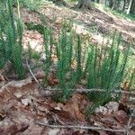 Lycopodium annotinum habit picture by Jindřich Jindřich (cc-by-sa)