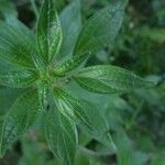 Parietaria officinalis leaf picture by valemtina griffe (cc-by-sa)