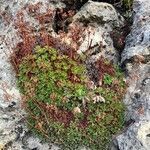 Saxifraga cuneata habit picture by Collados Ana (cc-by-sa)