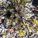 Sisymbrella aspera habit picture by Emmanuel Cosson (cc-by-sa)