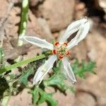 Blumenbachia insignis flower picture by Trap Hers (cc-by-sa)