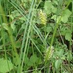 Carex melanostachya habit picture by Yoan MARTIN (cc-by-sa)