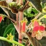 Kohleria amabilis flower picture by green house vivero (cc-by-sa)