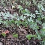 Ipomoea cordatotriloba habit picture by Eli Small (cc-by-sa)