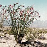 Fouquieria splendens habit picture by Martin Bishop (cc-by-sa)