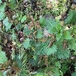 Urtica atrovirens habit picture by Patrice Nodet (cc-by-sa)