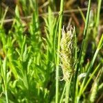 Plantago coronopus flower picture by jf Bara (cc-by-sa)