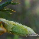 Ulex parviflorus fruit picture by Llandrich anna (cc-by-sa)