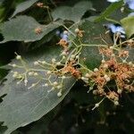 Tilia mongolica fruit picture by Dieter Albrecht (cc-by-sa)