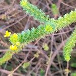 Euryops virgineus habit picture by Maarten Vanhove (cc-by-sa)