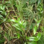 Elleanthus brasiliensis habit picture by Renato Lima (cc-by-nc-sa)