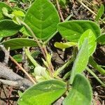 Macrotyloma uniflorum leaf picture by susan brown (cc-by-sa)