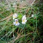 Euphrasia tetraquetra flower picture by Marysia Kay (cc-by-sa)