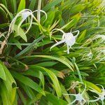 Hymenocallis littoralis flower picture by Moheen Łluv (cc-by-sa)