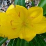 Sternbergia lutea flower picture by Jean-Emmanuel HÄGLER (cc-by-sa)