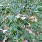 Elephantopus tomentosus flower picture by Clay Becker (cc-by-sa)