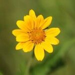 Helianthus occidentalis flower picture by sherry gray (cc-by-sa)