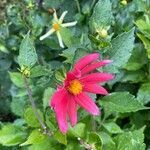 Dahlia coccinea habit picture by David Hocken (cc-by-sa)