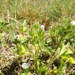 Althaea cannabina habit picture by Hubert Guimier (cc-by-sa)