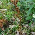 Orobanche teucrii habit picture by Alain Bigou (cc-by-sa)