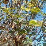 Cordia africana leaf picture by Sazini Makamu (cc-by-sa)