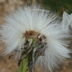 Sonchus maritimus fruit picture by Llandrich anna (cc-by-sa)