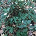 Begonia juliana habit picture by Lorenzi Harri (cc-by-sa)