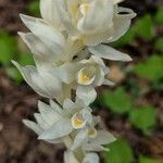 Cephalanthera austiniae flower picture by John John Hardham (cc-by-sa)